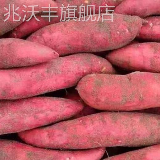 新鲜糖心蜜薯红薯农家自种10斤烤地瓜现挖烟薯25号板栗番薯沙地薯