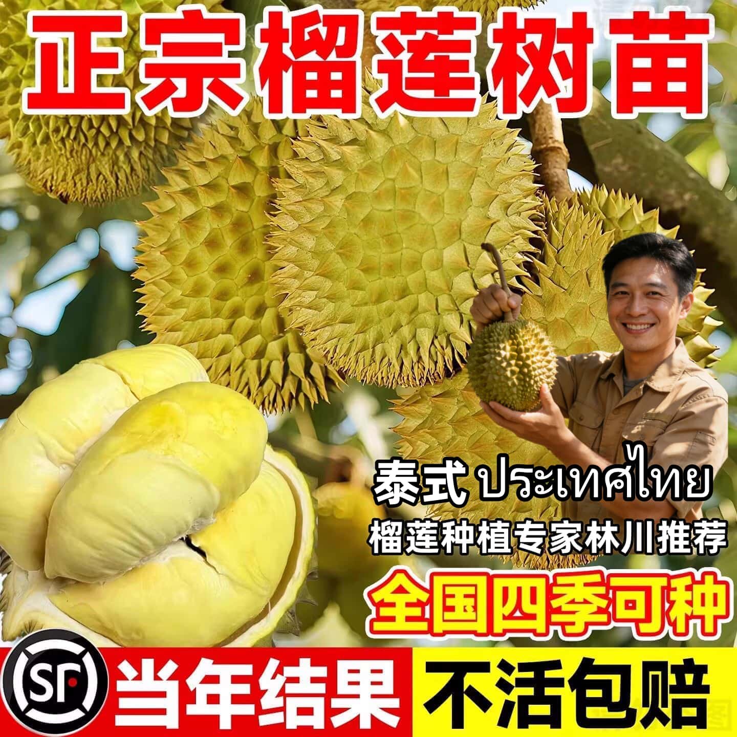 【泰国改良】金枕榴莲树果苗南北方种植猫山王盆栽地栽广西果树苗