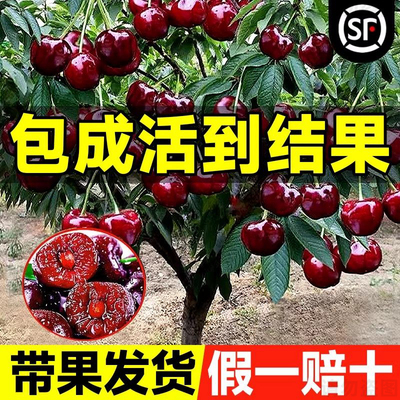 正宗车厘子树苗大樱桃树苗果树果苗嫁接矮化盆栽水果树南方北种植