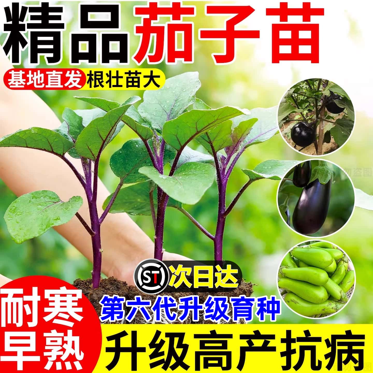 茄子秧苗带土嫁接苗广东适合四季种植可过冬蔬菜阳台盆栽正宗高产