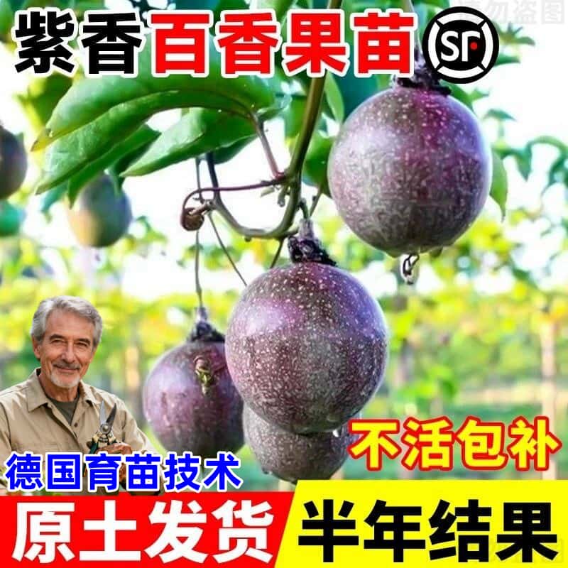 百香果树苗黄金钦蜜9号百香果嫁接爬藤南方种植四季地栽水果树苗图片