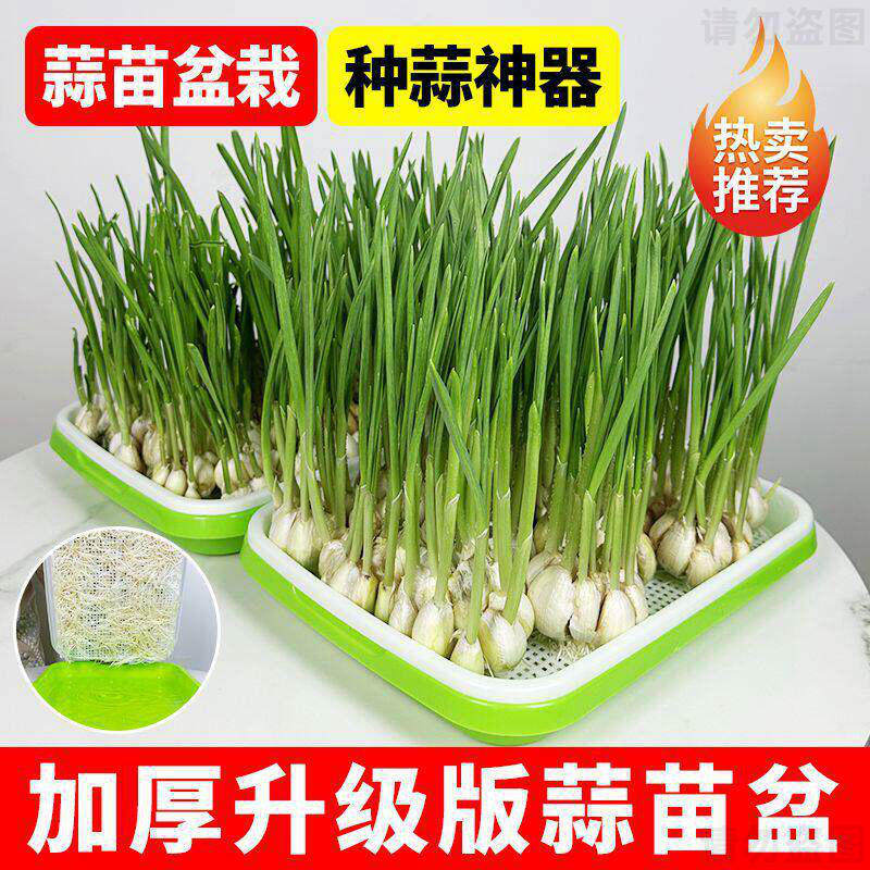 蒜苗种植盆蒜黄专用育苗托盘芽苗菜豌豆苗发豆芽种蒜神器水培器皿