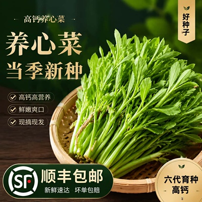 高钙养心菜种子救心菜阳台四季盆栽蔬菜籽易种高产蔬菜养生菜种籽