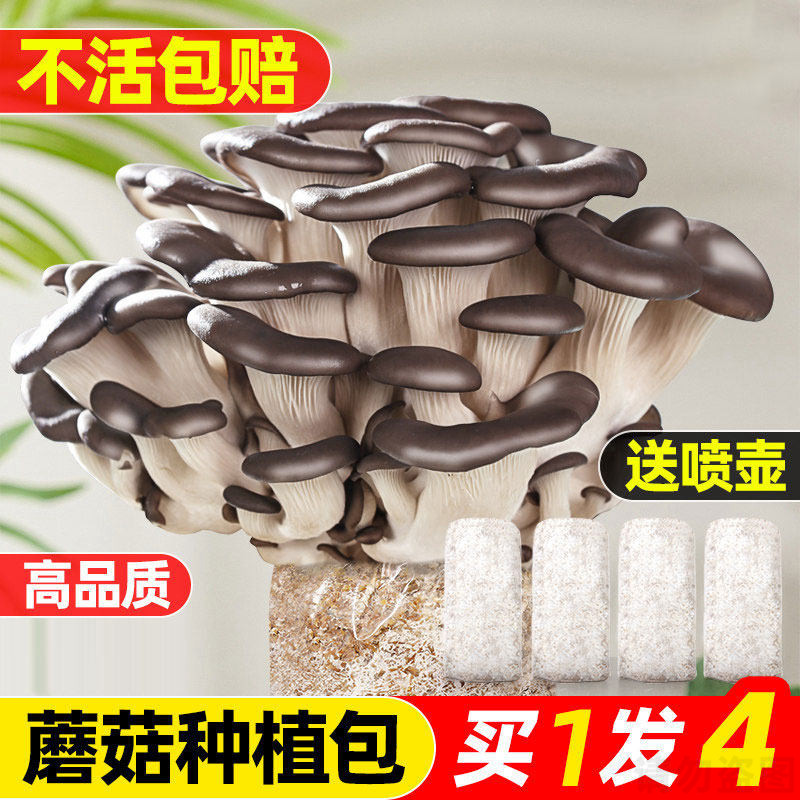 蘑菇种植包儿童可食用菌包平菇菌种家种香菇家庭新鲜菌棒批发懒人