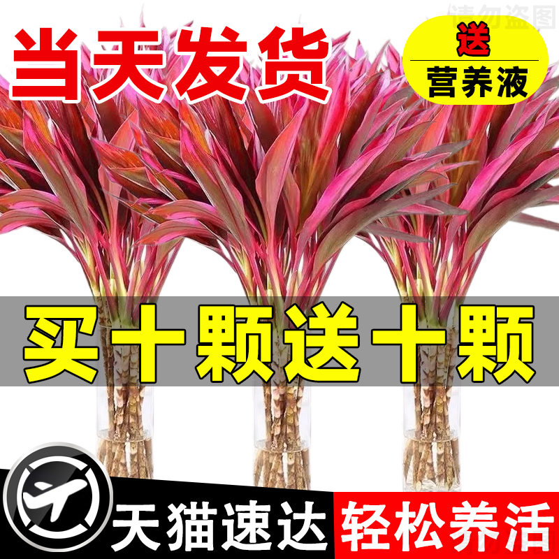 【坏死包赔】富贵竹水培植物紫竹粗杆带根水养招财竹子绿植发财竹