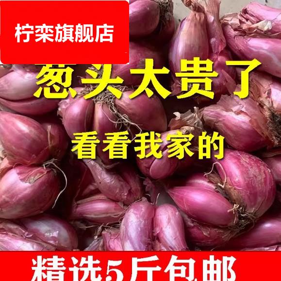 新鲜红葱头干葱头5斤火葱头小葱头小香葱干红葱头食用商广东四川