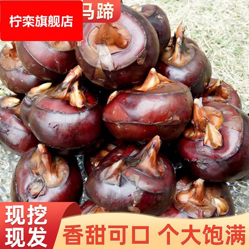 现货当日发农家自种马蹄新鲜荸荠广西荔浦清甜爽口马蹄特色蔬菜