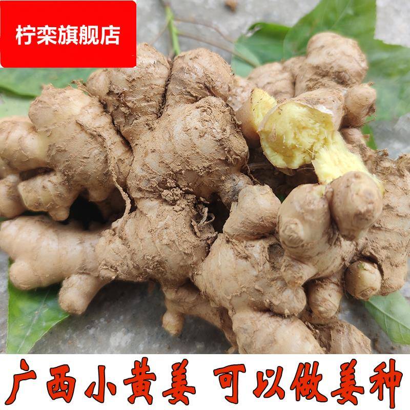 广西小黄姜老生姜种新鲜隆林农家自种现挖山地姜月子云南年新