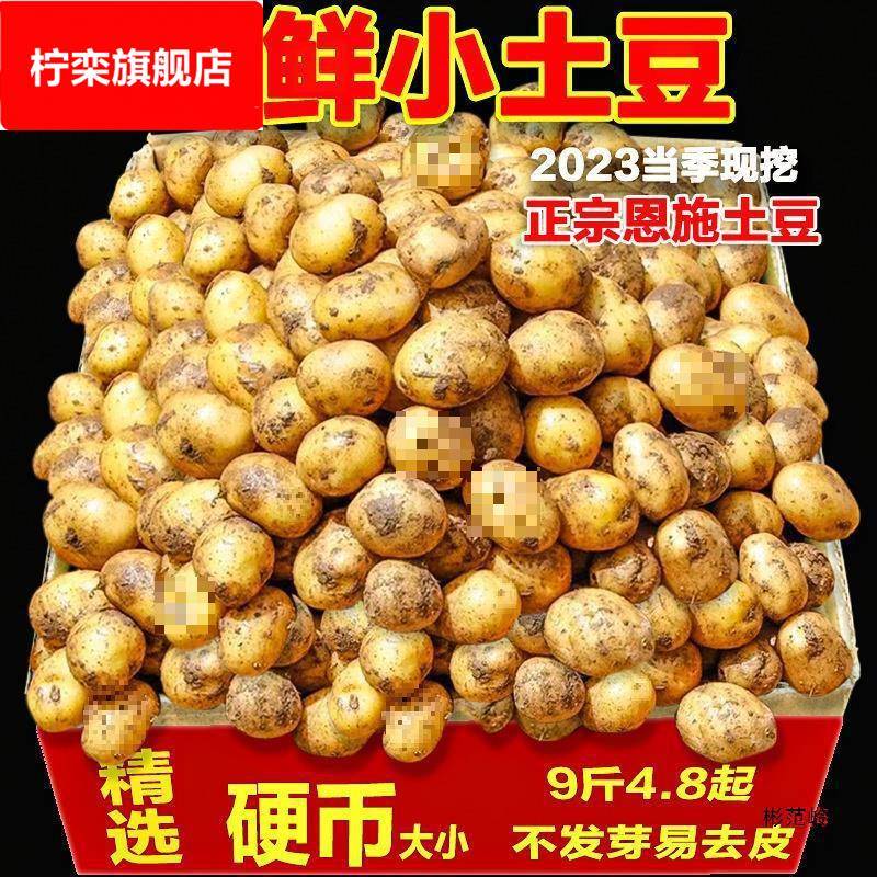 湖北恩施富硒小土豆斤新鲜现挖黄心蔬菜迷你土豆当季马铃薯