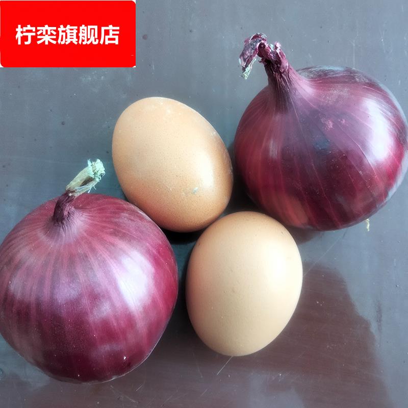 小洋葱深紫色鸡蛋大小紫洋葱黄洋葱新鲜红皮洋葱蔬菜当季现挖洋葱