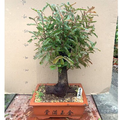 老桩红芽清香木树桩盆景贵黄檀盆栽净化空气提神驱蚊四季常青植物