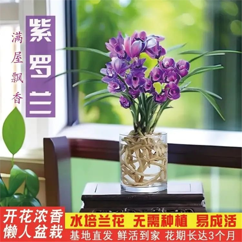 水养培兰花苗紫罗冬天开弄
