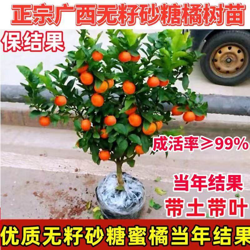 嫁接砂糖橘树苗广西金秋砂糖橘树无籽砂糖橘树苗盆栽地栽当年结果