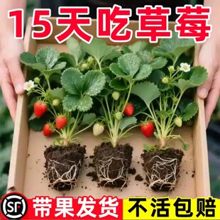 草莓苗带花带果盆栽带土丹东奶油甜宝章姬久香草莓秧苗四季种子籽