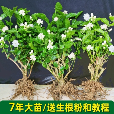 重瓣茉莉花苗室内外绿植阳