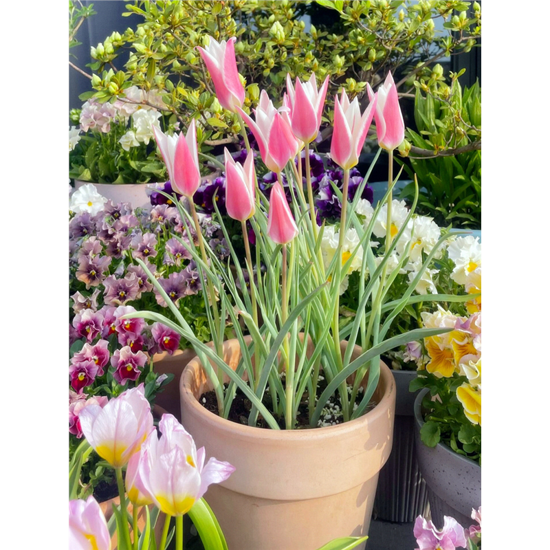 原生郁金香进口种球耐寒盆