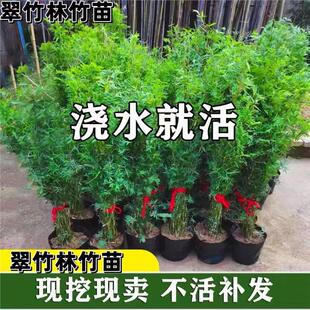 米竹盆栽丛生凤尾竹庭院植物阳台水培绿植观音竹好养盆景青竹子苗