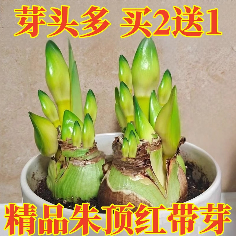 朱顶红进口重瓣种球花卉植物带花苞阿弗雷特大球盆栽四季开花好养,鲜花速递/花卉仿真/绿植园艺,造型盆景,淘宝优惠券,粉丝福利购,淘宝优惠卷