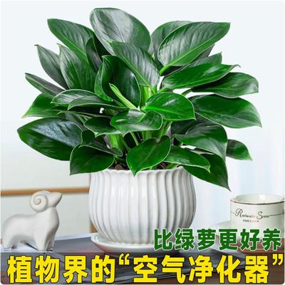 金钻盆栽绿萝箩室内植物花