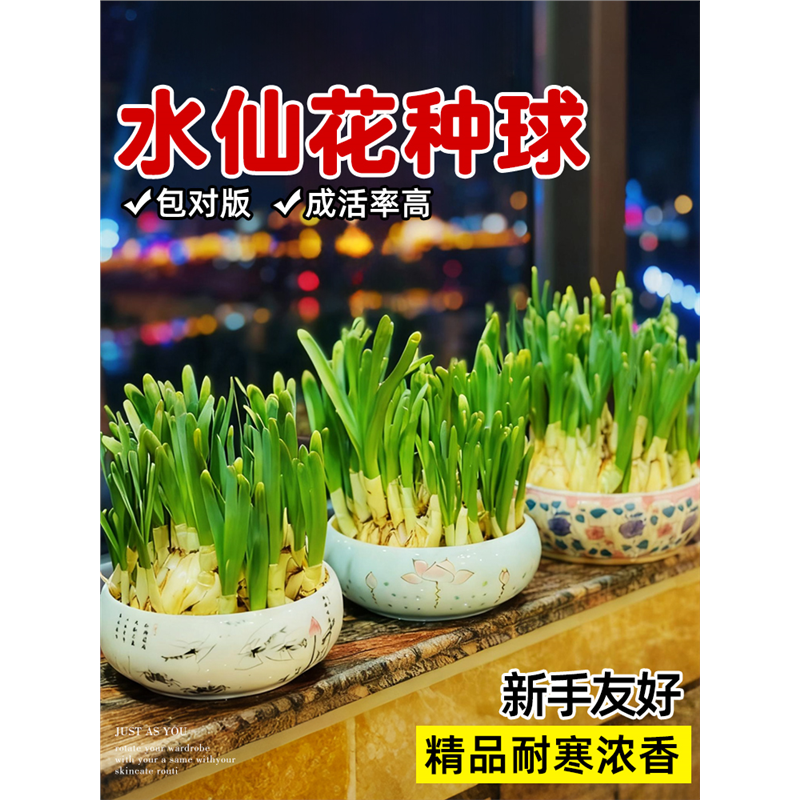 水仙花种球采购漳州大球水培土培四季带花苞盆栽水养球年宵花,鲜花速递/花卉仿真/绿植园艺,红掌/凤梨/温室花卉,淘宝优惠券,粉丝福利购,淘宝优惠卷