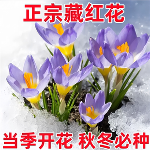 药用藏红花种球盆栽耐寒耐冻花卉番红花种球室内室外药材易养绿植