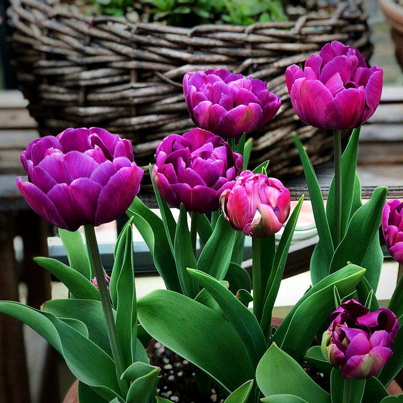 耐郁金香重瓣进口颗花卉特殊盆栽寒鹦鹉类球流苏风信子土培5种大,鲜花速递/花卉仿真/绿植园艺,时令草本花卉,淘宝优惠券,粉丝福利购,淘宝优惠卷