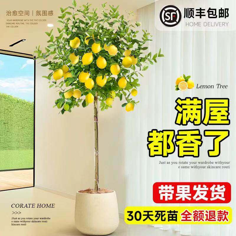 香水柠檬树大型绿植盆栽带果室内客厅盆景清新空气四季飘香好养活