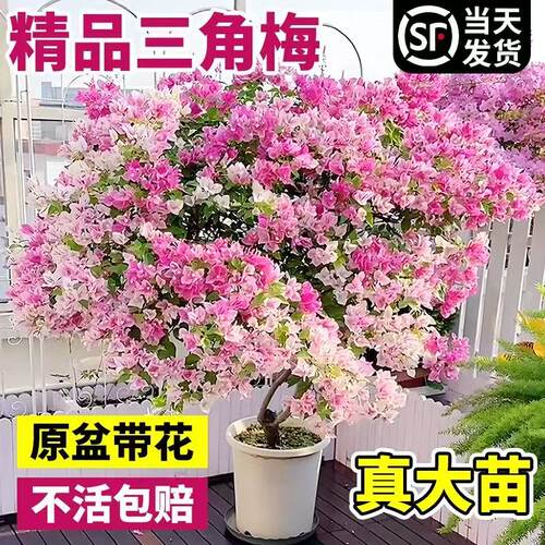 【带花发货】三角梅盆栽收到即赏