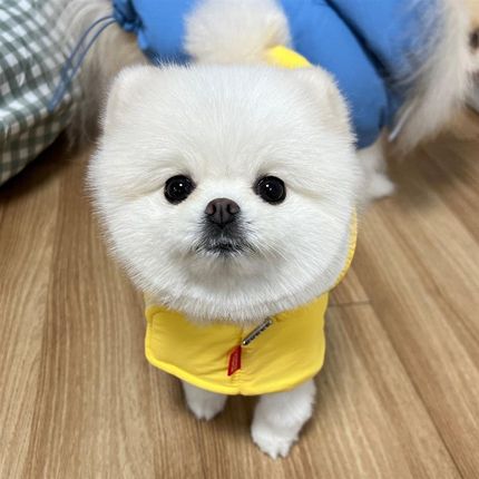 狗狗衣服比熊泰迪博美小型狗狗秋冬加厚衣服羽绒棉服披风保暖衣服