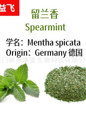 包邮留兰香薄荷茶碎散装 spearmint tea bag皱叶留兰香现货