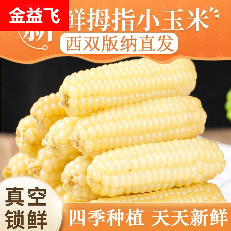 云南西双版纳拇指小玉米新鲜傣家香糯小手指袖珍儿童5斤软糯香甜