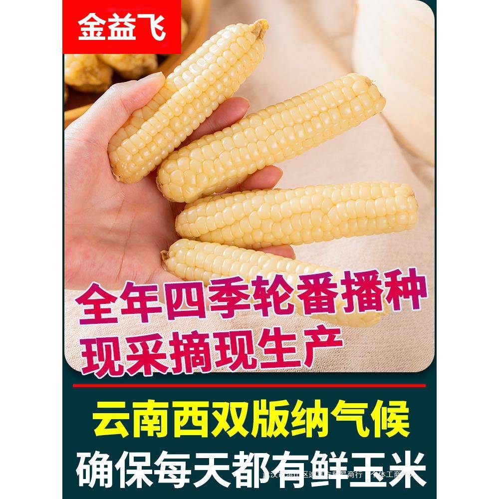 云南西双版纳拇指小玉米傣家新鲜香糯迷你真空小手指玉米早餐粗粮