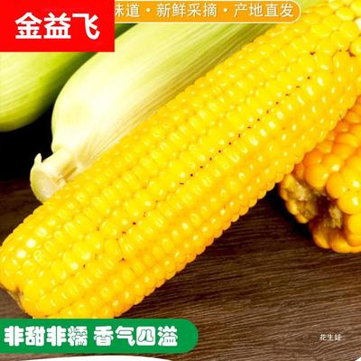 新鲜老式笨玉米苞米棒子5斤非甜非糯现采摘带皮生老玉米农家自种