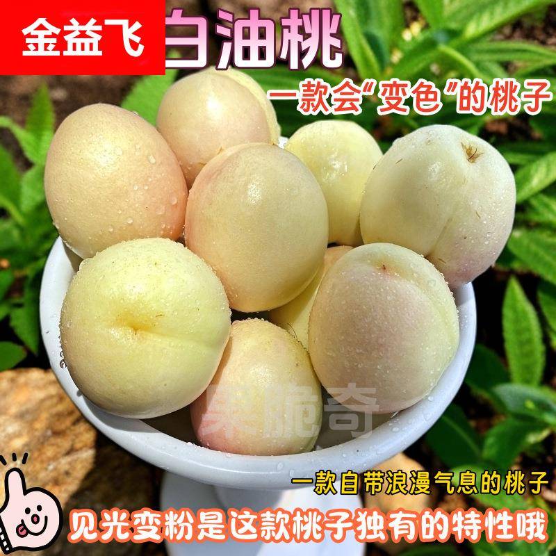 蒙阴奶油冰激凌白桃白油桃变色粉桃现摘现发山东脆甜蜜桃新鲜水果