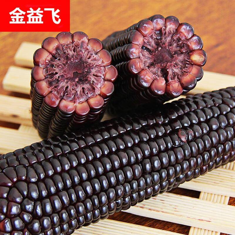 东北黑糯玉米10根包邮新鲜紫黏玉米单棒装即食甜嫩苞米粒真空包邮