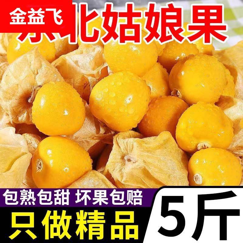 3黄斤5姑娘果新鲜东北当季水果红孕妇菇娘灯笼果甜洋菇娘整箱包邮