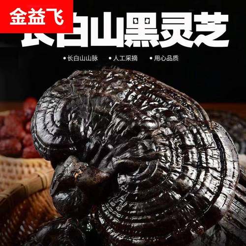 长白山灵芝东北赤灵芝平盖正宗黑芝泡水泡酒炖汤产地直销
