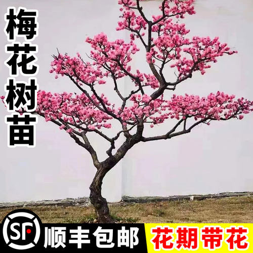 原生梅花树苗盆栽室外庭院地栽四季开花植物盆景耐寒老桩冬梅腊梅