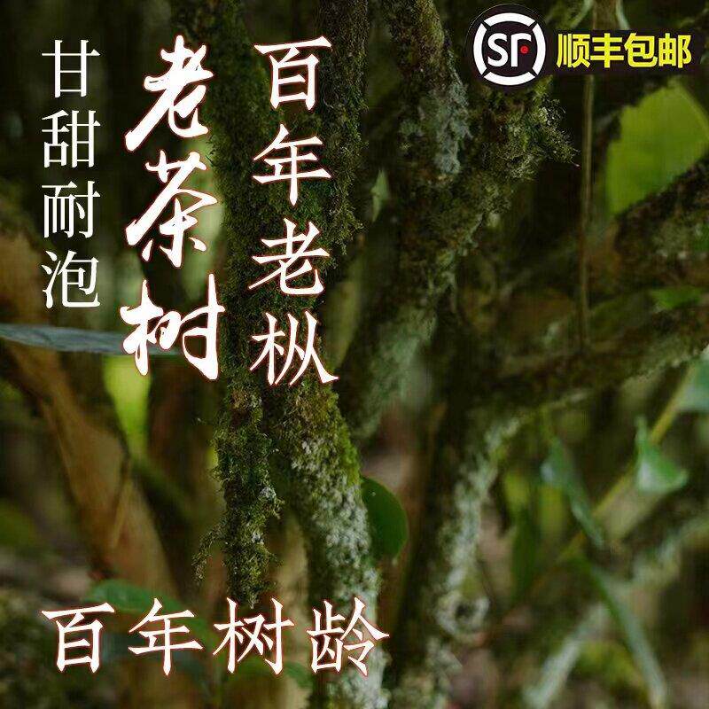 茶农直销【老枞红茶】百年树龄桐木关正山小种特级500g茶叶罐袋装