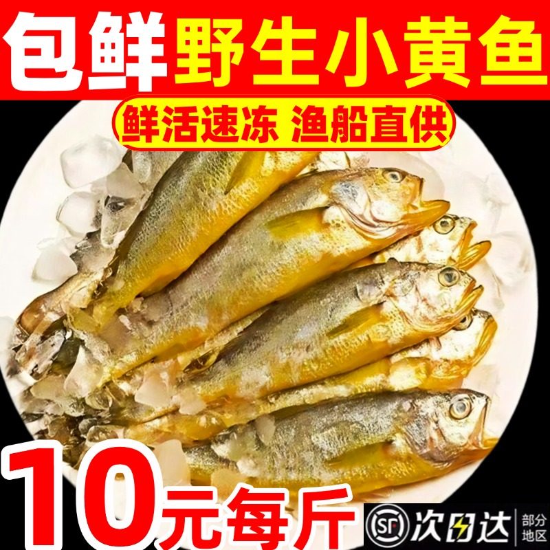 小黄鱼鲜活冷冻野生新鲜海捕小黄花鱼海鲜水产商用烧烤黄鱼深海鱼