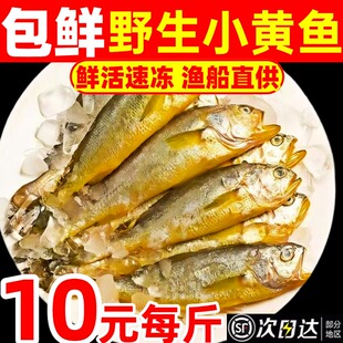 小黄鱼鲜活冷冻野生新鲜海捕小黄花鱼海鲜水产商用烧烤黄鱼深海鱼
