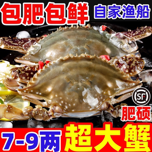 梭子蟹超大母蟹公蟹飞蟹野生海螃蟹特大红膏蟹新鲜冷冻海鲜水产