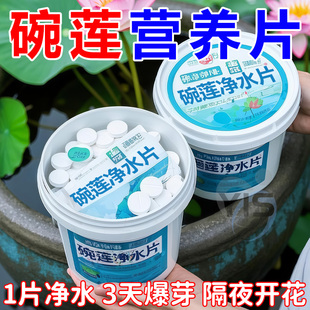 碗莲净水片荷花鲜花保鲜消毒片水培植物专用净水片除臭杀菌净水剂