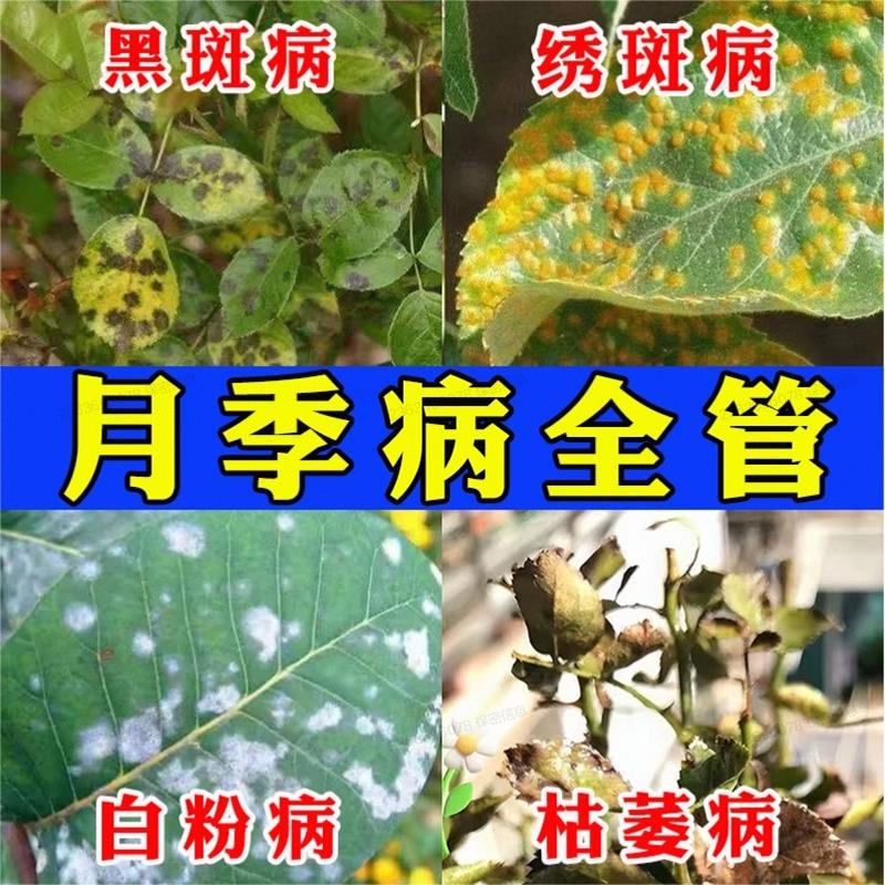 月季花病虫害常用药花卉植物叶子发黄叶斑病黑斑病白粉病专用药Z