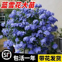 藍雪花盆栽大苗帶花棒棒糖耐熱爬藤植物蘭雪四季開花陽臺庭院好養(yǎng)