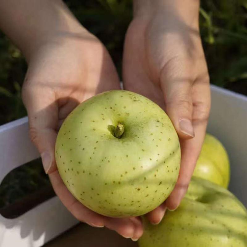 云南昭通王林苹果当季新鲜水果雀斑美人青苹果脆甜多汁整箱包邮