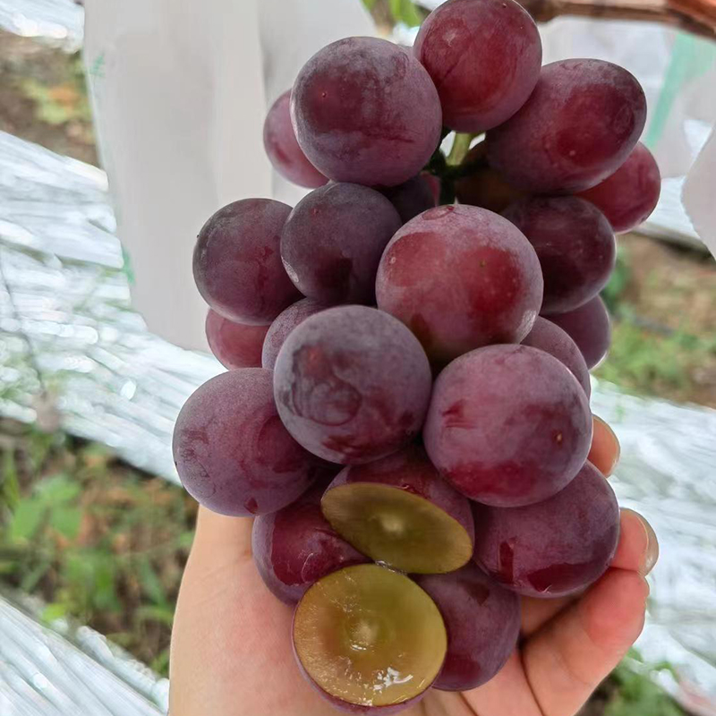 云南宾川妮娜皇后新鲜当季红提无籽红宝石浓郁酒香葡萄空运包邮