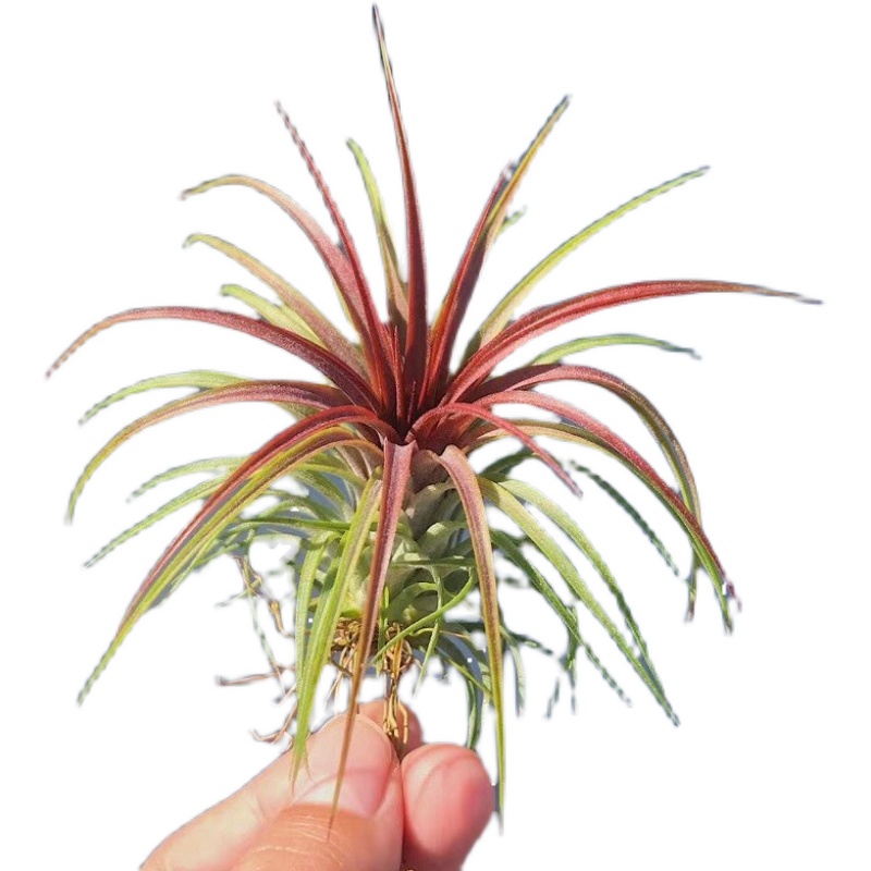 空气凤梨植物稀有品种红雨林绿植盆栽光线好常年带色