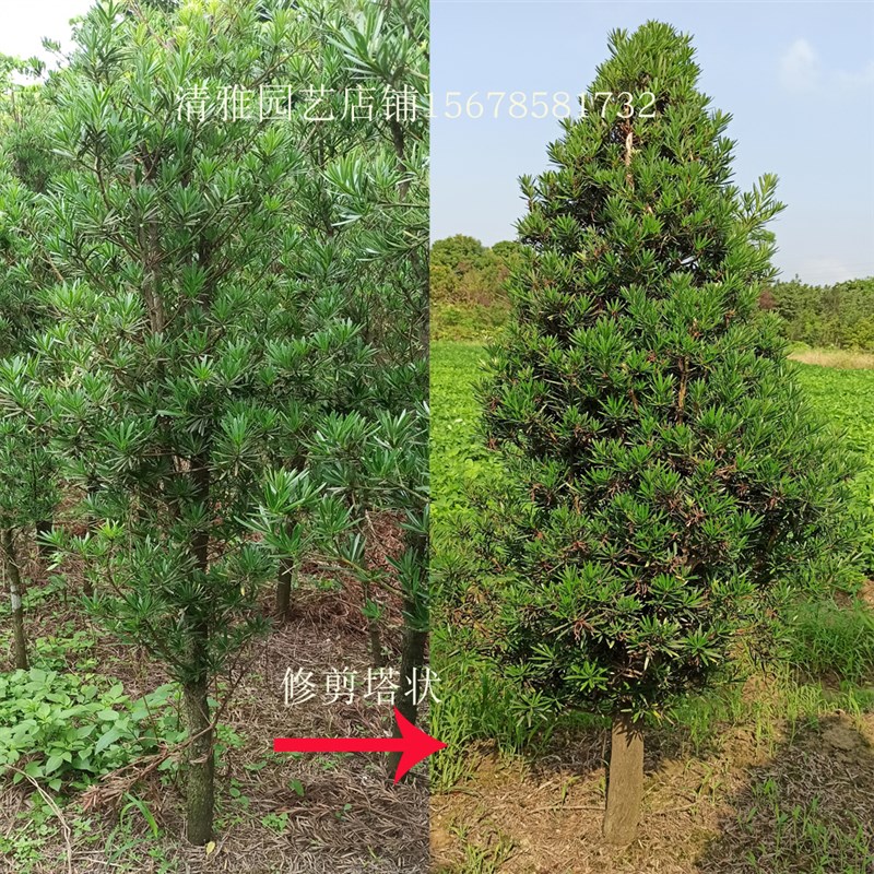 正宗米叶米罗贵妃中小叶罗汉松树苗大树造型苗罗汉松树桩盆景素材