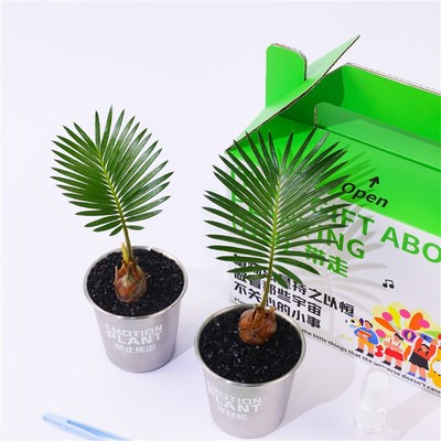 入植铁树苏铁净化空气盆栽办公室桌面植物懒人好养解压绿植送礼品